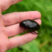 The great silver water beetle