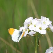 Dorset Nature Buddies will help break down barriers to encourage individuals to connect with nature