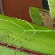 Tim East found a Mediterranean stick insect in Christchurch