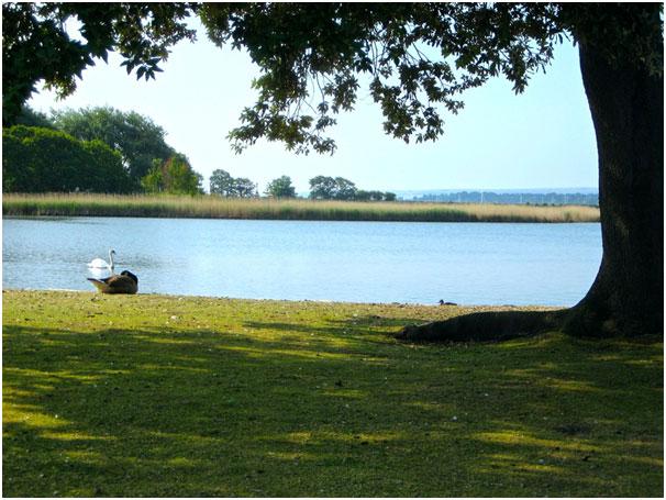 Poole Park by Linda Beck
