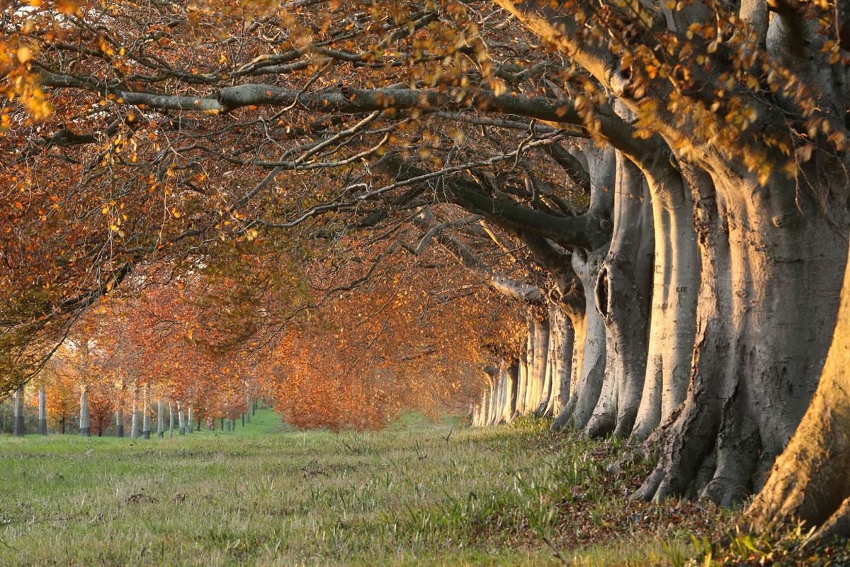 Beech Avenue by Chris Taylor
