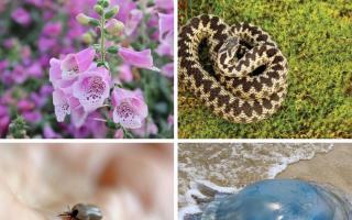 Dangerous and potentially deadly wildlife to watch out for this summer in Dorset (stock)