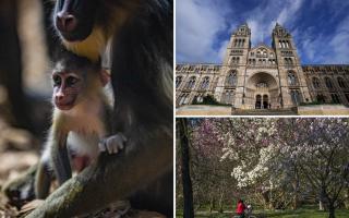 Chester Zoo, Kew Gardens, and the Natural History Museum. (PA)