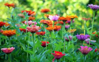 5 tips that can help you keep your garden hydrated amid hosepipe ban and drought (Canva)