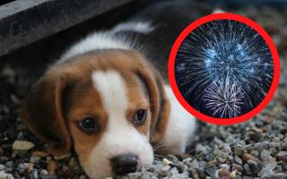 The 5 best radio stations to calm your dog this Bonfire Night according to music experts (Canva)