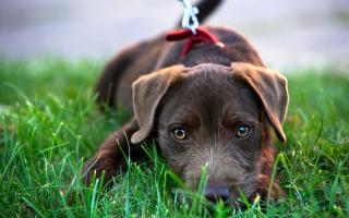 The dog breed with the most affordable ownership cost is the Patterdale Terrier (Getty)