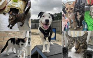 Could you give any of these Dorset RSPCA pets a home?