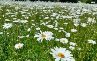 The council's climate actions centre around four key areas: carbon reduction, climate adaptation, nature recovery, and programme management.