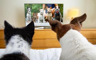 Sky and NOW launch brand new TV channel for dogs this Bonfire Night