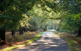 The New Forest