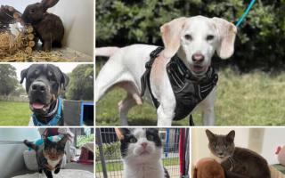 Could you give any of these Dorset RSPCA pets a home?