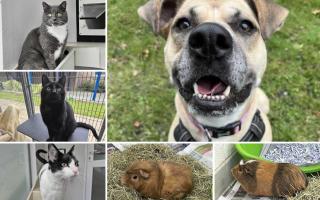 Could you give any of these Dorset RSPCA pets a home?