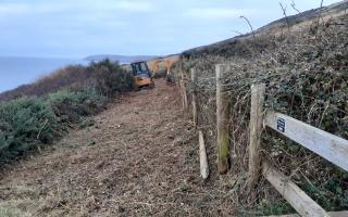 Coastline fencing being replaced to stop cows ‘escaping into the sea'