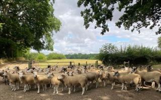 The farmer and dog walker came to an agreementr outide of court. Picture: Dorset Police Rural Crime Team