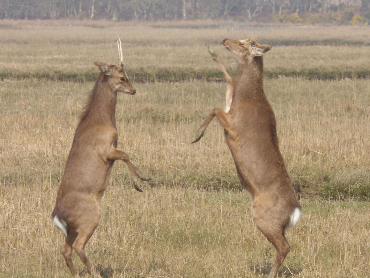 Getting excited in thewarm weather sika deer at Arne, Wareham, picture taken by Matt Spraggs of
Broadstone.