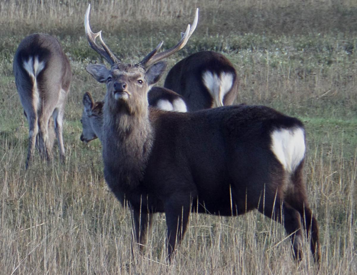 Some quizzical deer at Arne, Wareham taken by Matt Spraggs of Broadstone. 