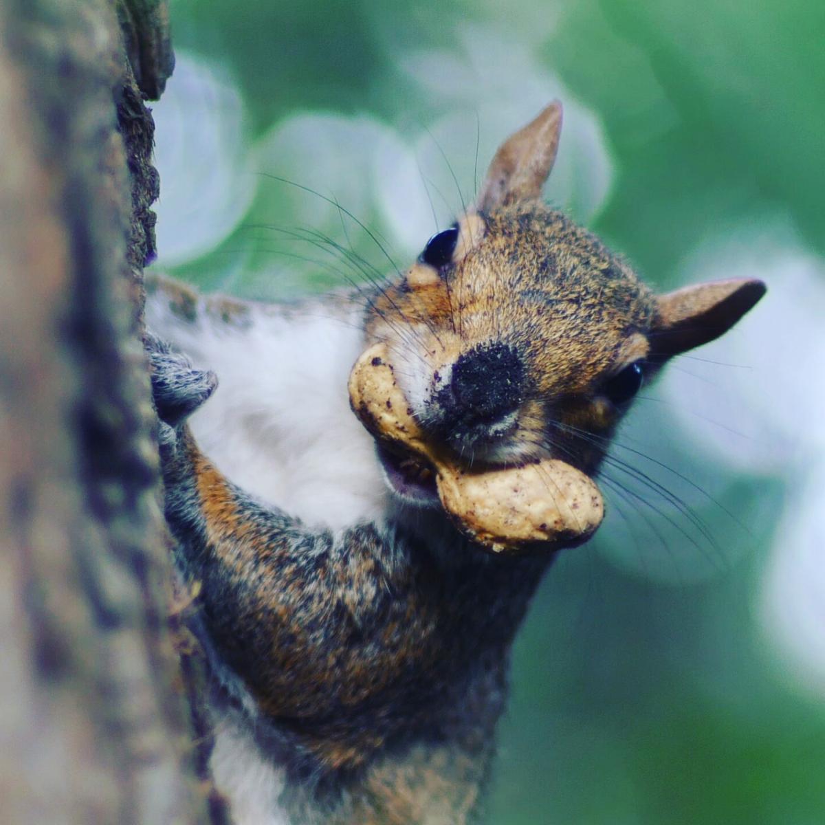 Caught this fella gathering his winter fuel  in Bournemouth Gardens, taken by Chris Courage